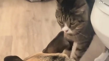 Dok je oluja besnela, ova maca je pokazala šta znači prava ljubav: Snimak je dirnuo milione ljudi!