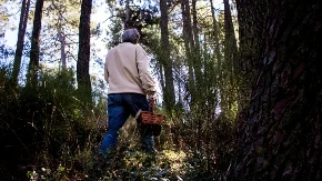 Napustio je grad i 50 godina živeo u šumi - njegova životna filozofija osvojila je milione ljudi
