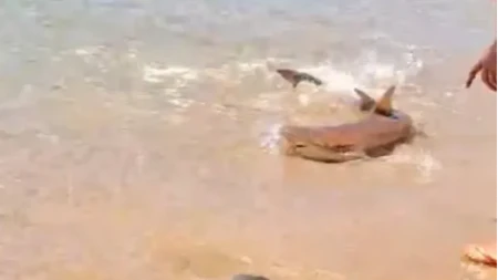 Ajkula u plićaku u Grčkoj! Kupači uznemireni prizorom (VIDEO)