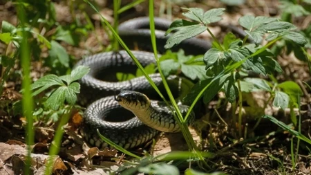 Pospite ovo oko kuće, i zmije će vas zaobilaziti: Mnogi se kunu u jednostavan trik
