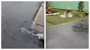 Ljudima se u dvorištu napravila reka posle kiše! U ovom delu Vojvodine je lilo kao iz kabla! 