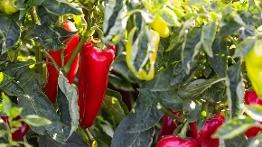 Ni masne, ni gnjecave, mesnate, sočne: Kako se prži crvena šilja paprika?