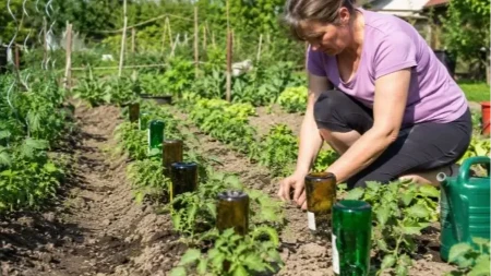 8 stvari koje obavezno treba uraditi u bašti u julu: Za bolji prinos