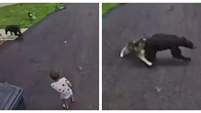Trenutak kada juriša i grize divlju životinju: Pas spasio dečaka od napada medveda (VIDEO)