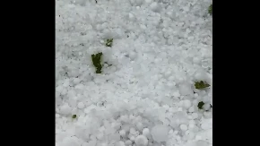 Grom usmrtio više od 30 ovaca: Kiša pljušti kao iz kabla, tuče i krupan grad