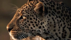 Kamere snimile jeziv trenutak: Leopard napao prodavca u lokalnoj prodavnici - ljudi su bežali u panici