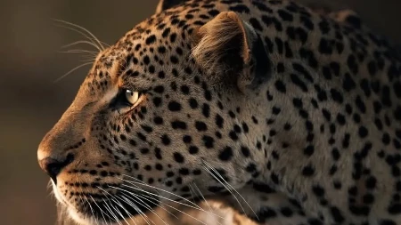 Kamere snimile jeziv trenutak: Leopard napao prodavca u lokalnoj prodavnici - ljudi su bežali u panici