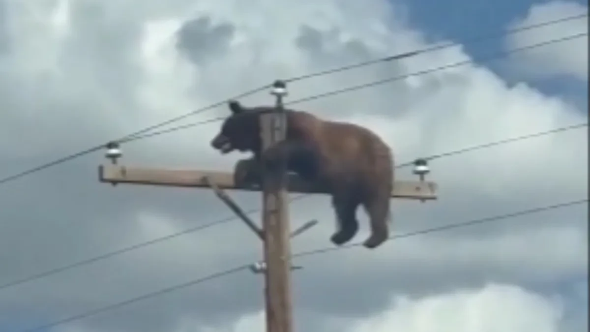 Kako se ovo dogodilo?! Medved snimljen na vrhu bandere, ono što je usledilo tera suze na oči