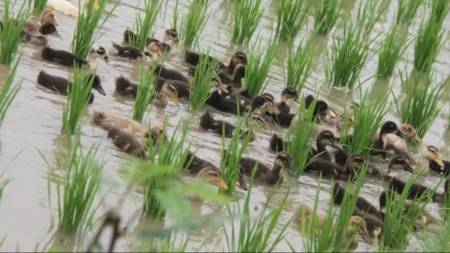 Na hiljade pataka svakog dana "radi" na njivama: Kada vidite šta rade, biće vam jasno zašto su nezamenljive
