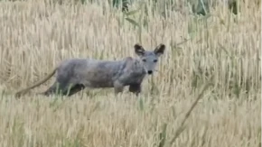 Vozač zastao kada je ugledao šta luta pored puta! Snimak iz Mačve zapalio mreže: "Šta je ovo?" (VIDEO) 