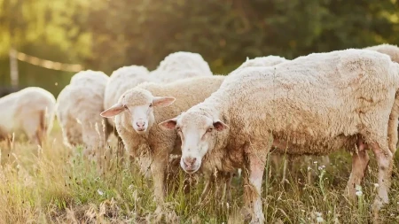 Oglasilo se Ministarstvo zbog boginja ovaca i koza - eutanazirano svih 127 životinja
