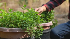 Biljka koju svi imaju u kući krije tajne - olakšava disanje, smiruje stomak i osvežava telo