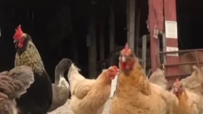 Zatvoreni KFC pretvaraju u nеšto što niko nije mogao ni da zamisli: Internet gori zbog ove ideje