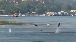 Dunav kod Smedereva kao da je proključao: Desetine ogromnih riba izletale iz vode, prolaznici ostali u čudu