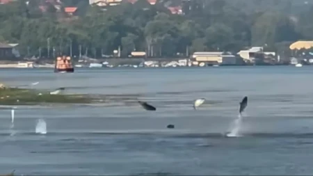 Dunav kod Smedereva kao da je proključao: Desetine ogromnih riba izletale iz vode, prolaznici ostali u čudu