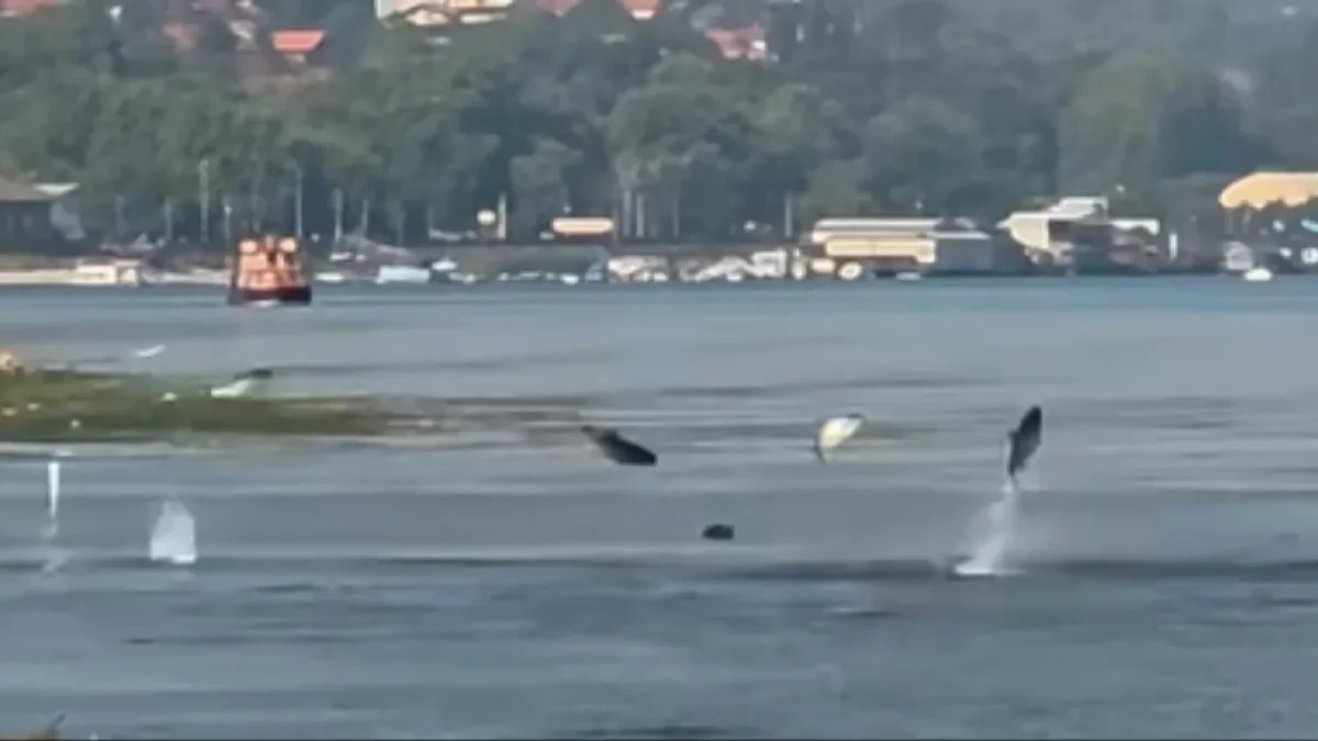 Dunav kod Smedereva kao da je proključao: Desetine ogromnih riba izletale iz vode, prolaznici ostali u čudu