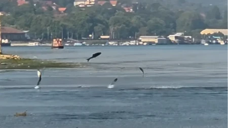 Šta se dešava na Dunavu? Ribe same iskaču iz vode, čudna scena kod Smederevske tvrđave