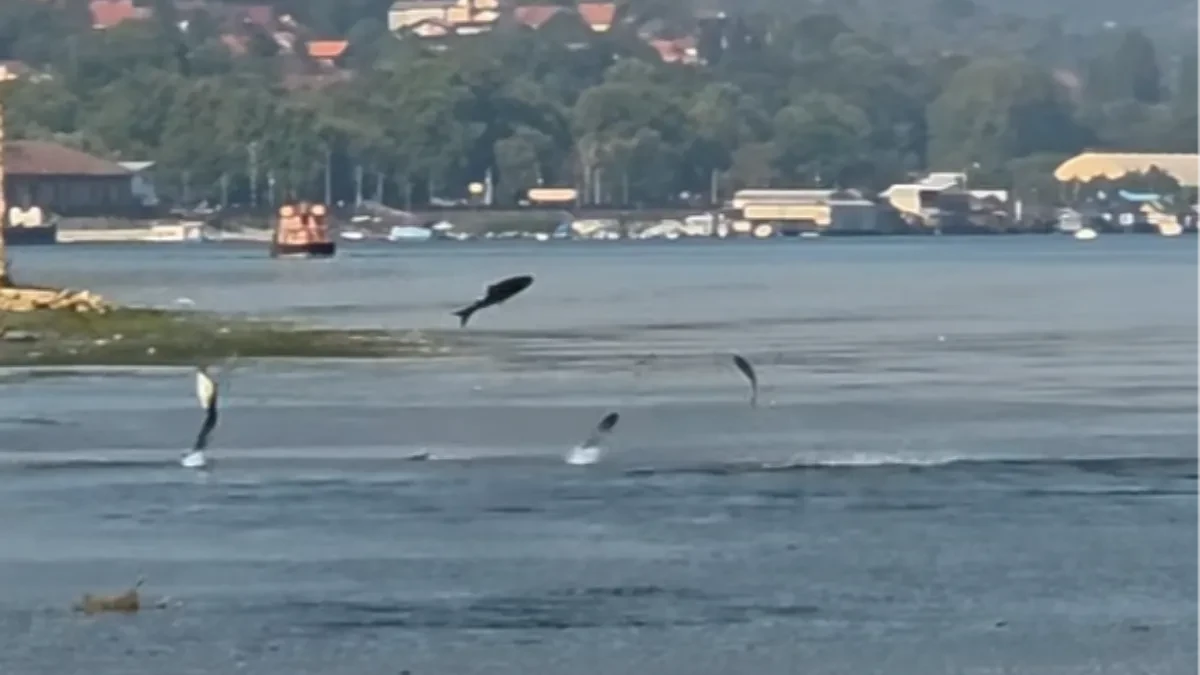 Šta se dešava na Dunavu? Ribe same iskaču iz vode, čudna scena kod Smederevske tvrđave