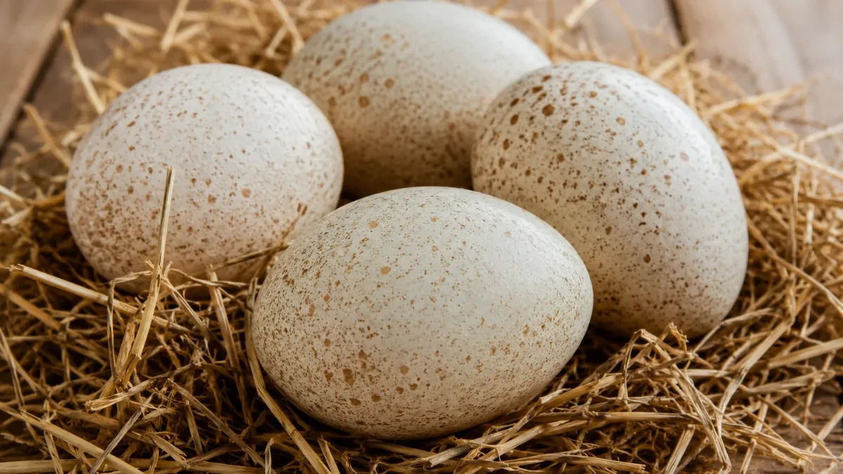 Ćureća jaja postoje, ali ih skoro niko ne jede: Evo zašto ih nećete naći ni u jednom marketu