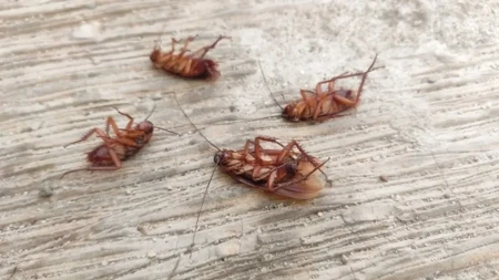 Kako se rešiti bubašvaba u kući? 4 načina koja sigurno deluju