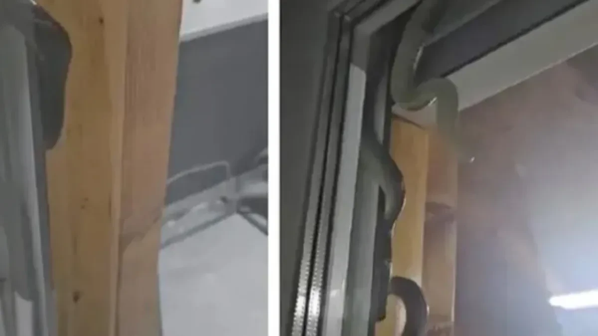 Horor usred noći: Pogledali ka prozoru, pa ugledali džinovsku zmiju kako se krije ispod roletne! (Video)