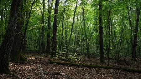 Medved pronađen mrtav u šumi, pojeo kokain koji je ispao iz aviona: Bože sačuvaj! 