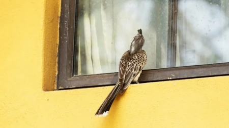 Ptice vam stalno sleću na prozor ili balkon: Feng šui kaže da ovo nije slučajno