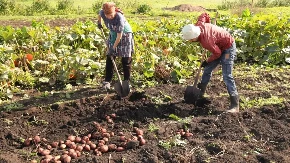 Ako nemate baštu - nikakav problem! Krompir možete gajiti i na balkonu, treba vam samo jedna vreća
