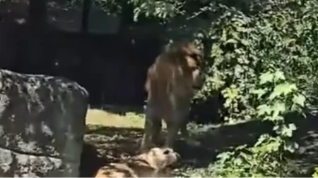 Lav ubio lavicu u Hrvatskoj! Pokušali da ih pare, objavljen snimak iz zoološkog vrta! (VIDEO)