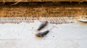 Rešite ga se što pre! Ovaj insekt u kući može da napravi ozbiljne probleme