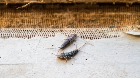 Rešite ga se što pre! Ovaj insekt u kući može da napravi ozbiljne probleme