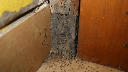 Stavite ga kod prozora i vrata i gledajte kako odlaze: Ovaj začin tera mrave, bežaće glavom bez obzira