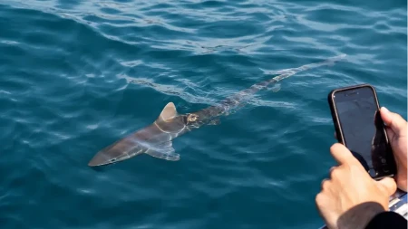  Ajkula napala dečaka (13) dok je pecao! Tinejdžer pokušavao da je oslobodi sa UDICE, a onda ga je ščepala za butinu! Otac i prijatelji u šoku (VIDEO)
