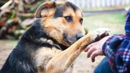 Nahranili psa lutalicu na putovanju, on ponosno pozirao sa njima: Pogledajte fotografiju koja je raznežila ljude na mrežama