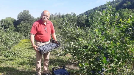 „Plavušo moja lepa, kako si rodila“: Momčilo već 20 godina gaji borovnice bez pesticida, ovogodišnji rod unapred rasprodat