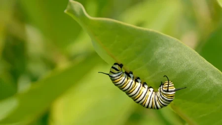 Gusenice napadaju baštu - evo kako da zaštitite biljke bez štete za pčele i leptire