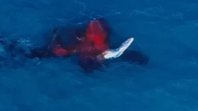 Dron snimao ženku kita, a onda se oko nje pojavilo nešto crveno! Ono što je usledilo je neverovatno