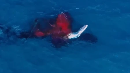 Dron snimao ženku kita, a onda se oko nje pojavilo nešto crveno! Ono što je usledilo je neverovatno