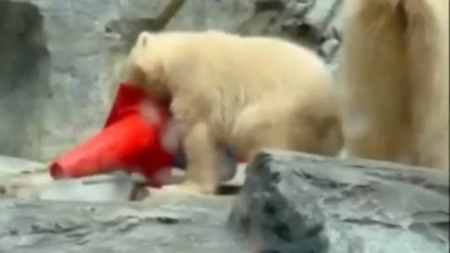 Ovaj polarni medvedić je hit na internetu! Pogledajte šta radi sa čunjevima, majka Momo samo što ne poludi