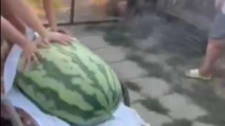 Ubrao lubenicu od skoro 100 kg, troje je jedva nosilo: Kad su je stavili na vagu, nisu mogli da veruju brojci