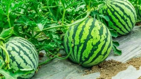 Ovakvu lubenicu niste videli! Teška je skoro 84 kilograma, a uzgojena je nedaleko od srpske granice
