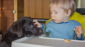 Nerazdvojni od malih nogu: Pogledajte šta dečak i labrador rade svaki dan - video oduševio ljude na mrežama