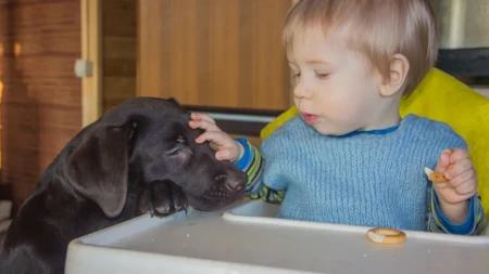 Nerazdvojni od malih nogu: Pogledajte šta dečak i labrador rade svaki dan - video oduševio ljude na mrežama