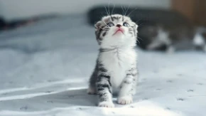 Ova maca je dobila ime po jednoj pevačici: Hit je na internetu, jer baš liče!