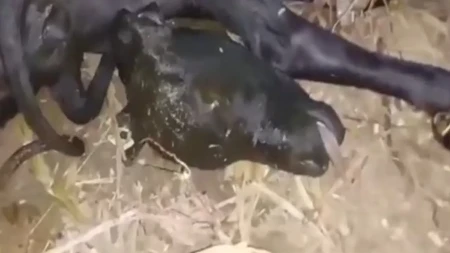 Krava se otelila, a onda su veterinari zanemeli: Kad su meštani videli šta se rodilo, nastao muk u selu