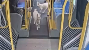 Pobegle od kuće pa uhvatile autobus: Gazda tek na televiziji video gde su mu koze