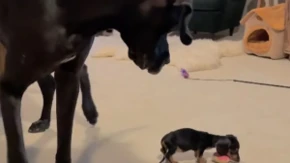 Šta je ovo u mom videokrugu? Zbunjena doga nasmejala ljude na mrežama - pogledajte samo tu reakciju na malog jazavičara