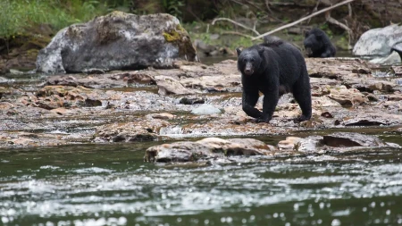 Drama na reci: Grizli se prišunjao čamcu punom ljudi i uradio nešto neverovatno - zanemeli su od šoka