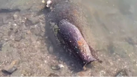 Jezivo otkriće, gledajte šta je Dunav izbacio u Srbiji! Nizak vodostaj ogolio ratni užas pod Petrovaradinom