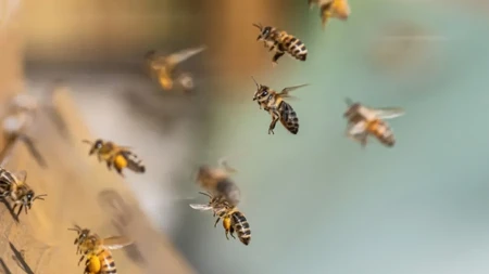 Kako oterati ose? Miris koji ne vole i greška koju svi prave